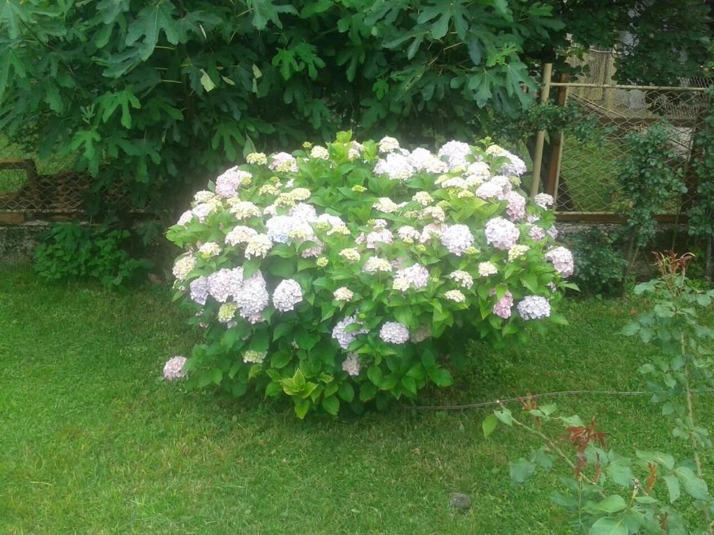 Апартаменты Apartman Donji Kraj Цетине-90